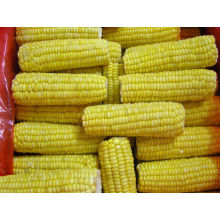 frozen sweet corn cob